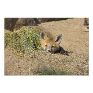 USA, Colorado, Breckenridge. Alert red fox Photo Print