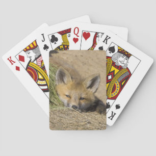 USA, Colorado, Breckenridge. Alert red fox Playing Cards