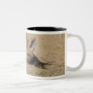 USA, Colorado, Breckenridge. Alert red fox Two-Tone Coffee Mug