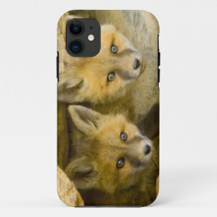 USA, Colorado, Breckenridge. Curious red fox iPhone 11 Case