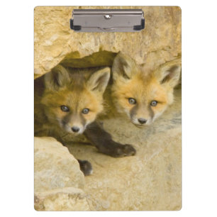 USA, Colorado, Breckenridge. Curious red fox Clipboard