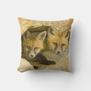 USA, Colorado, Breckenridge. Curious red fox Cushion