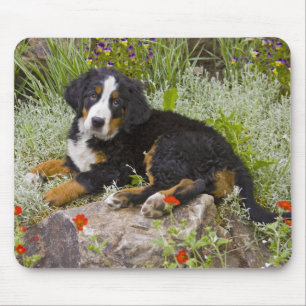 USA, Colorado, Breckenridge. Female Bernese Mouse Pad