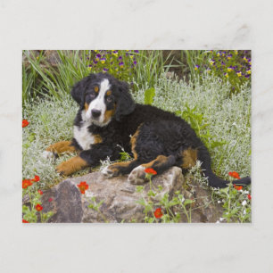 USA, Colorado, Breckenridge. Female Bernese Postcard