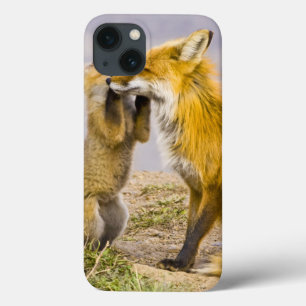 USA, Colorado, Breckenridge. Red fox mother 2 iPhone 13 Case