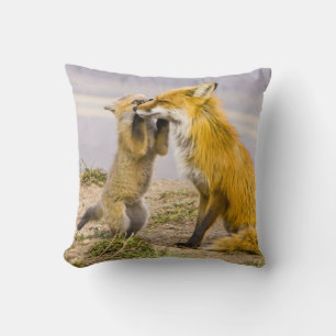 USA, Colorado, Breckenridge. Red fox mother 2 Cushion