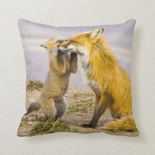 USA, Colorado, Breckenridge. Red fox mother 2 Cushion
