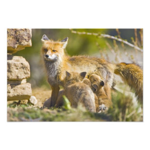 USA, Colorado, Breckenridge. Red fox mother 2 Photo Print
