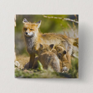 USA, Colorado, Breckenridge. Red fox mother 3 15 Cm Square Badge