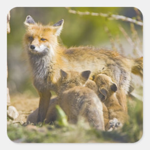 USA, Colorado, Breckenridge. Red fox mother 3 Square Sticker