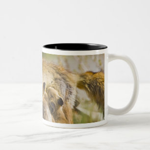 USA, Colorado, Breckenridge. Red fox mother 3 Two-Tone Coffee Mug