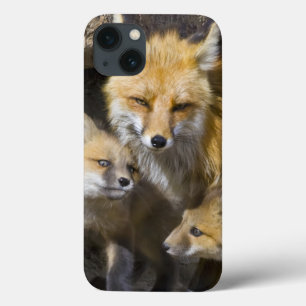 USA, Colorado, Breckenridge. Red fox mother 4 iPhone 13 Case