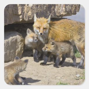 USA, Colorado, Breckenridge. Red fox mother 4 Square Sticker