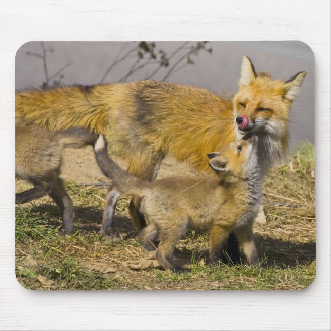 USA, Colorado, Breckenridge. Red fox mother Mouse Pad (Front)