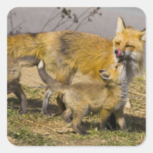 USA, Colorado, Breckenridge. Red fox mother Square Sticker