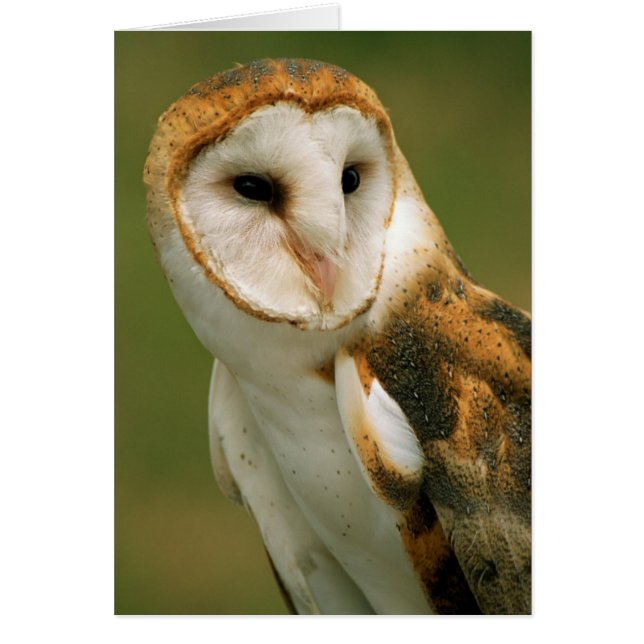 USA, Colorado, Broomfield. Barn owl (Front)
