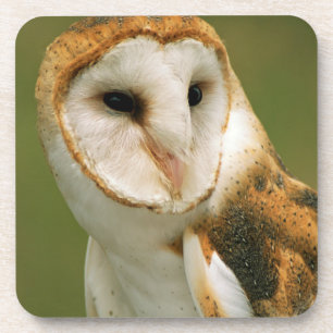 USA, Colorado, Broomfield. Barn owl Coaster