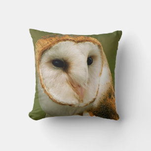 USA, Colorado, Broomfield. Barn owl Cushion