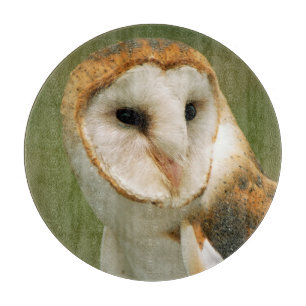 USA, Colorado, Broomfield. Barn owl Cutting Board