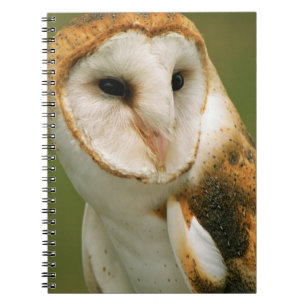 USA, Colorado, Broomfield. Barn owl Notebook