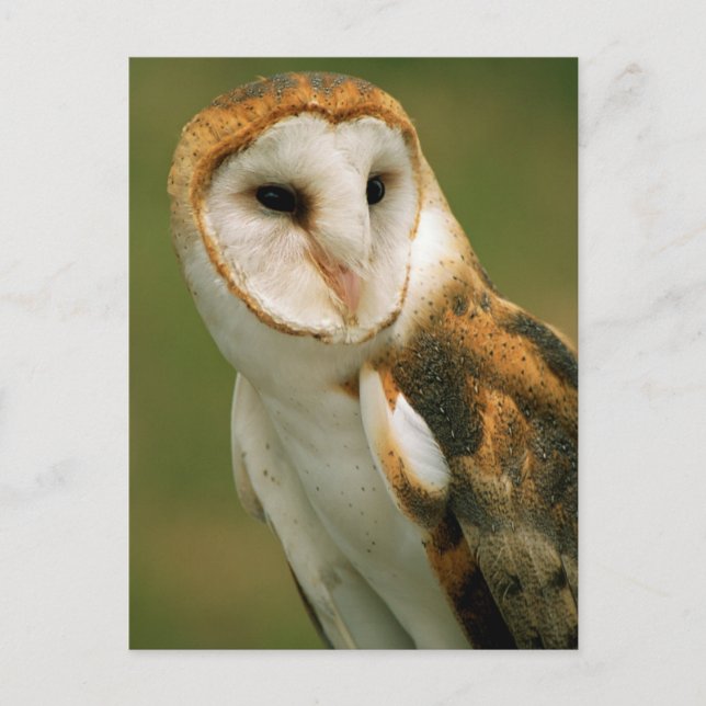 USA, Colorado, Broomfield. Barn owl Postcard (Front)