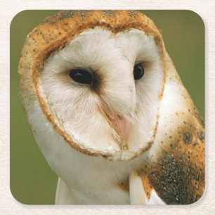 USA, Colorado, Broomfield. Barn owl Square Paper Coaster