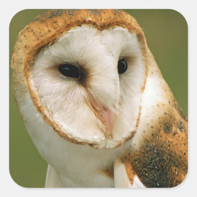 USA, Colorado, Broomfield. Barn owl Square Sticker (Front)