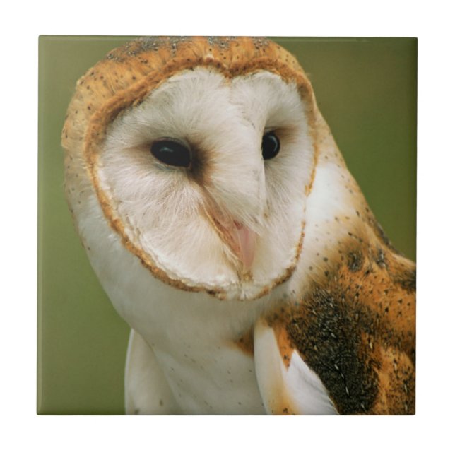 USA, Colorado, Broomfield. Barn owl Tile (Front)