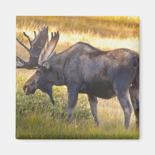 USA, Colorado, Cameron Pass. Bull moose Magnet