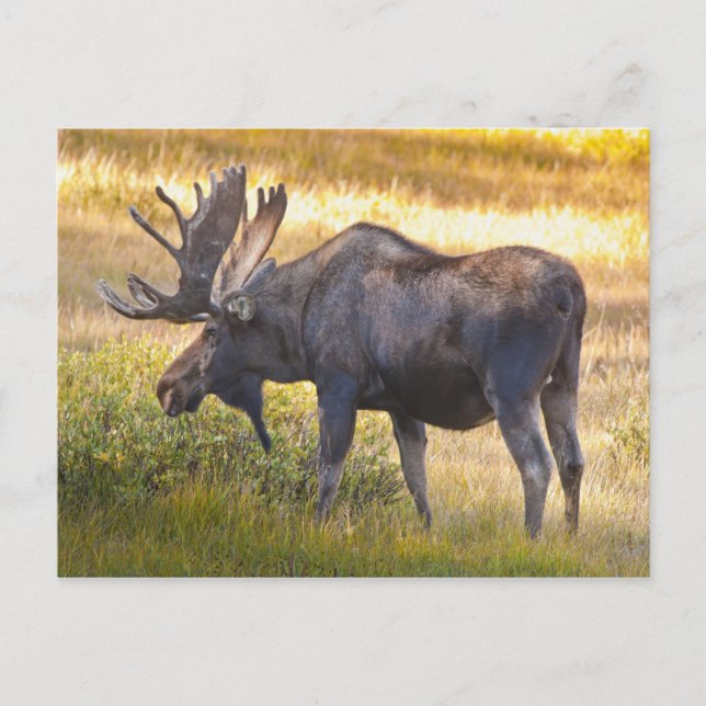 USA, Colorado, Cameron Pass. Bull moose Postcard (Front)