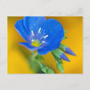 USA, Colorado. Close-up of cranesbill geranium Postcard