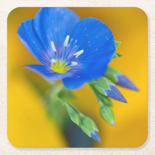 USA, Colorado. Close-up of cranesbill geranium Square Paper Coaster