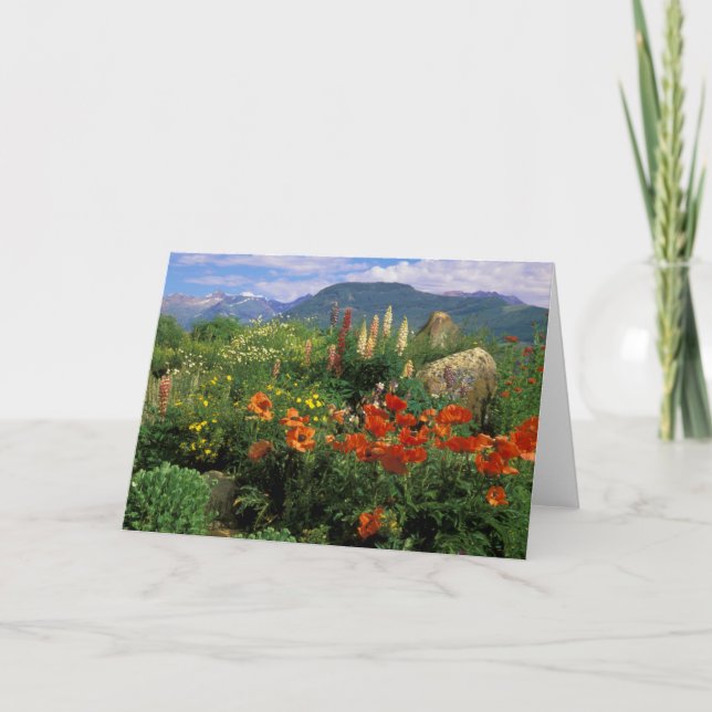USA, Colorado, Crested Butte. Poppies and lupine Card (Front)