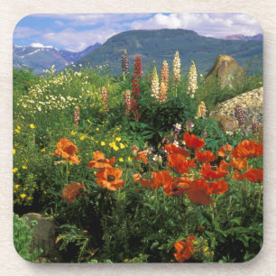 USA, Colorado, Crested Butte. Poppies and lupine Coaster