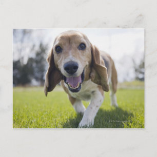 USA, Colorado, curious dog walking towards Postcard
