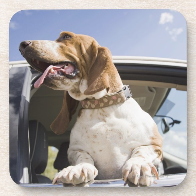 USA, Colorado, dog looking through car window 2 Coaster (Front)