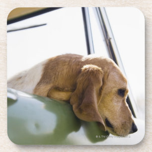 USA, Colorado, dog looking through car window Coaster