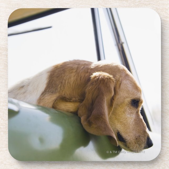 USA, Colorado, dog looking through car window Coaster (Front)