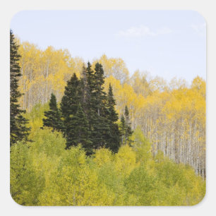 USA, Colorado, Gunnison National Forest, along 2 Square Sticker