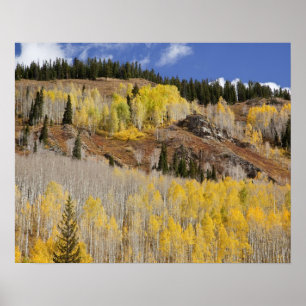 USA, Colorado, Gunnison National Forest, along Poster