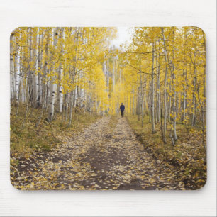 USA, Colorado, Gunnison National Forest near Mouse Pad