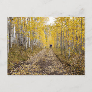 USA, Colorado, Gunnison National Forest near Postcard