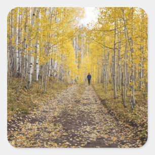 USA, Colorado, Gunnison National Forest near Square Sticker
