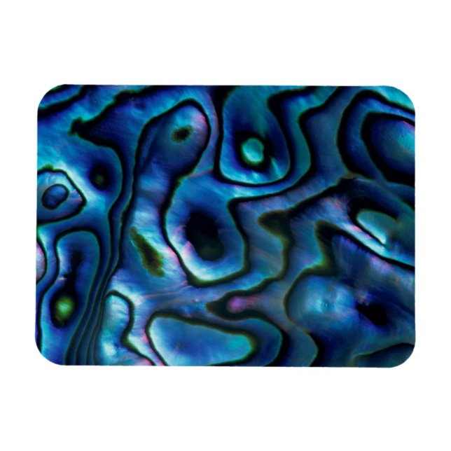 USA, Colorado, Lafayette. Abalone shell Magnet (Horizontal)