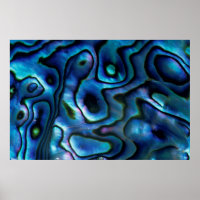 USA, Colorado, Lafayette. Abalone shell