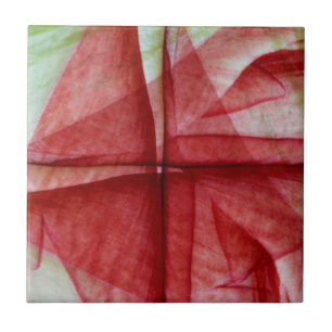 USA, Colorado, Lafayette. Amaryllis montage Ceramic Tile