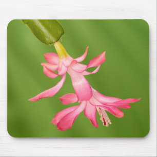 USA, Colorado, Lafayette. Christmas cactus Mouse Pad