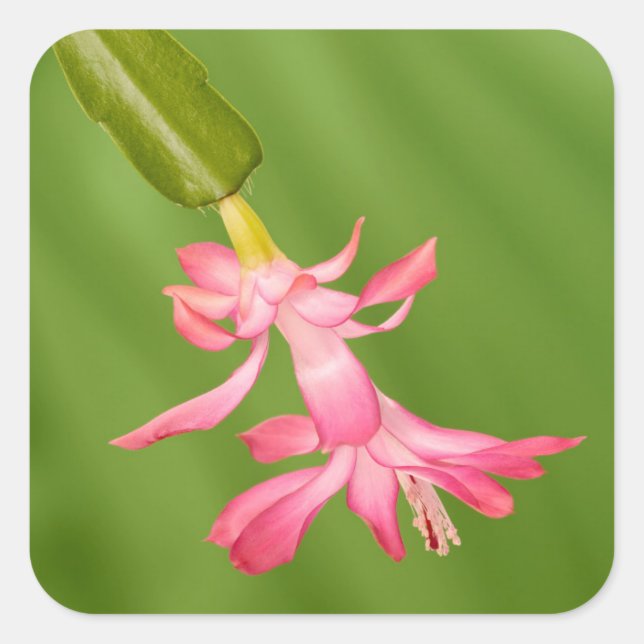 USA, Colorado, Lafayette. Christmas cactus Square Sticker (Front)