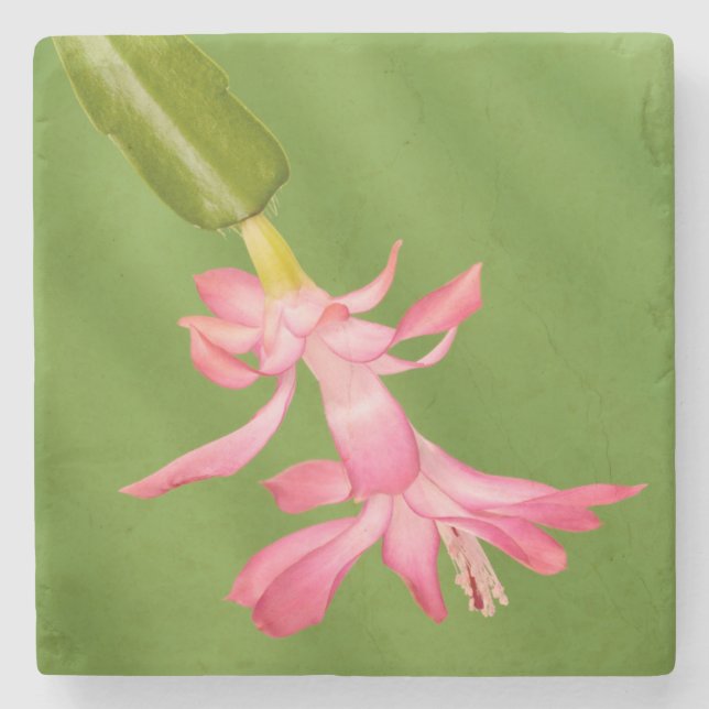 USA, Colorado, Lafayette. Christmas cactus Stone Coaster (Front)