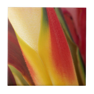 USA, Colorado, Lafayette, heliconia close-up Tile